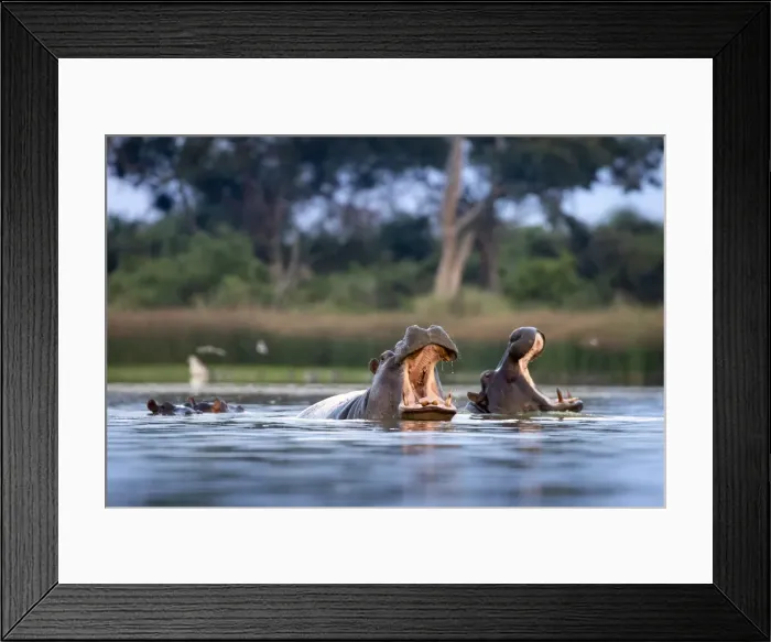 Framed Print : Hippo displays, Moremi Game Reserve, Okavango Delta, Botswana Framed Print : Hippo displays, Moremi Game Reserve, Okavango Delta, Botswana
