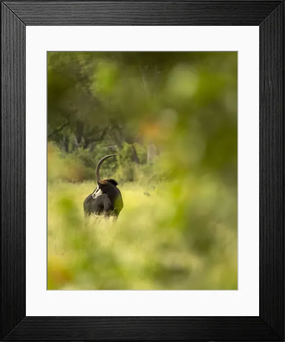 Framed Print : Sable, Moremi Game Reserve, Okavango Delta, Botswana Framed Print : Sable, Moremi Game Reserve, Okavango Delta, Botswana