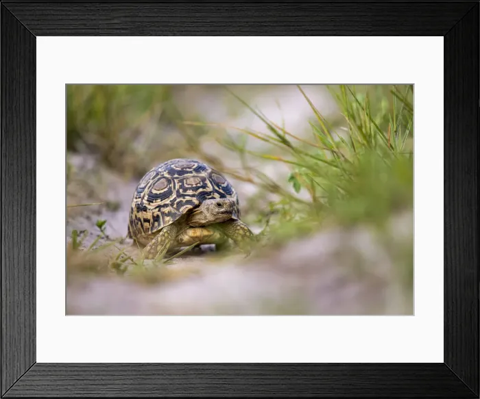 Framed Print : Leopard Tortoise, Moremi Game Reserve, Okavango Delta, Botswana Framed Print : Leopard Tortoise, Moremi Game Reserve, Okavango Delta, Botswana