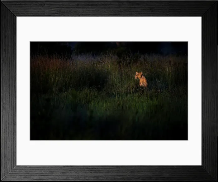 Framed Print : Lioness at dawn, Khwai River, Okavango Delta, Botswana Framed Print : Lioness at dawn, Khwai River, Okavango Delta, Botswana