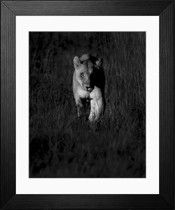 Framed Print : Lioness at dawn, Khwai River, Okavango Delta, Botswana