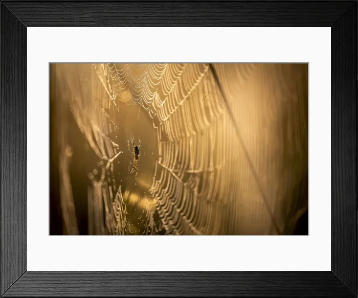 Framed Print : Spider on dew dropped web, Moremi Game Reserve, Okavango Delta, Botswana Framed Print : Spider on dew dropped web, Moremi Game Reserve, Okavango Delta, Botswana