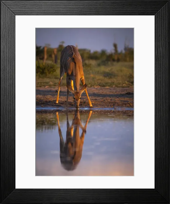 Framed Print : Greater Khudu, Khwai River, Okavango Delta, Botswana Framed Print : Greater Khudu, Khwai River, Okavango Delta, Botswana