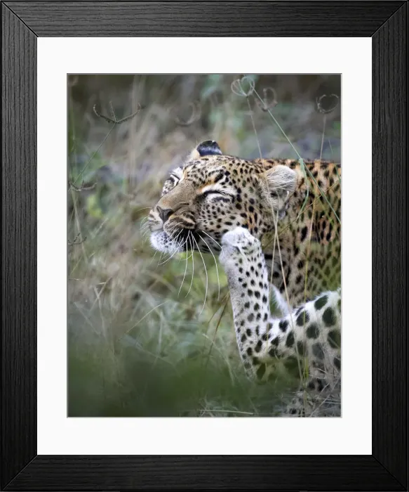 Framed Print : Leopard scratching, Khwai River, Okavango Delta, Botswana Framed Print : Leopard scratching, Khwai River, Okavango Delta, Botswana