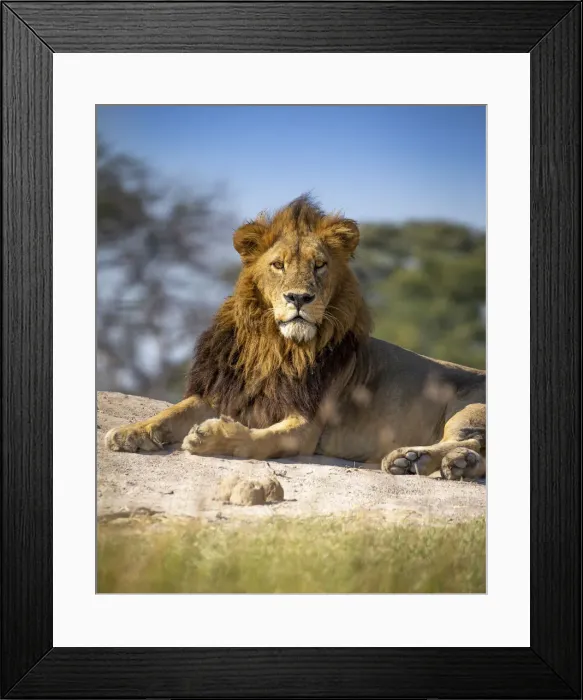 Framed Print : Male Lion, Khwai River, Okavango Delta, Botswana Framed Print : Male Lion, Khwai River, Okavango Delta, Botswana