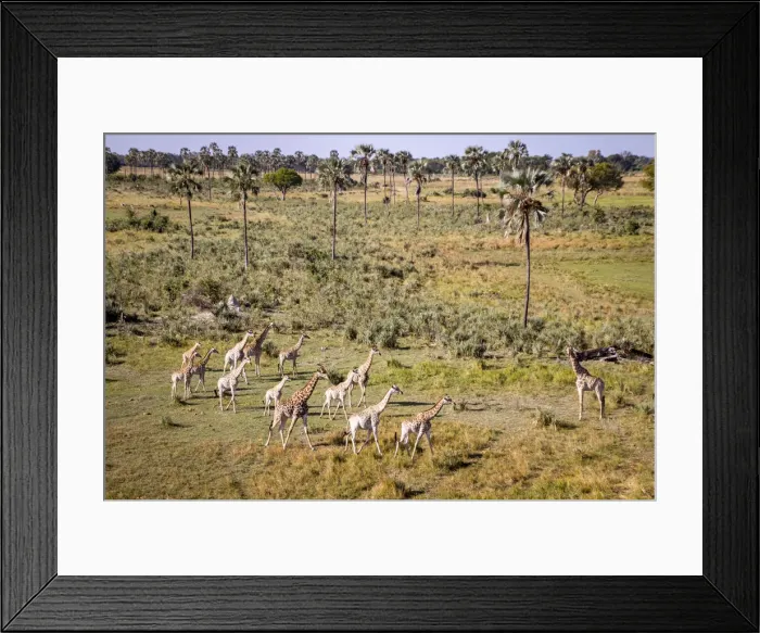 Framed Print : A herd of Giraffe travels through palm trees, Okavango Delta, Botswana Framed Print : A herd of Giraffe travels through palm trees, Okavango Delta, Botswana