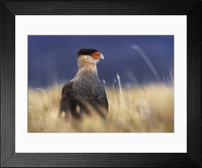 Framed Print : Cara cara searching for preys in the Torres del Paine National Park, Patagonia, Chile Framed Print : Cara cara searching for preys in the Torres del Paine National Park, Patagonia, Chile
