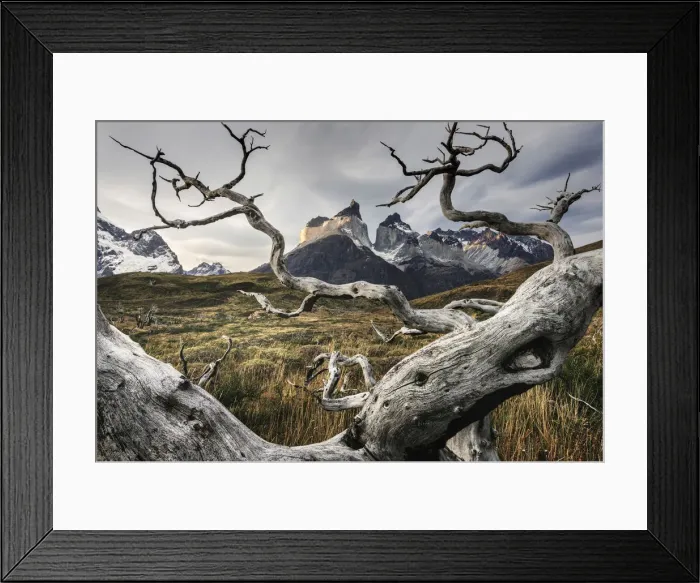 Framed Print : Cuernos del Paine framed by a dead tree in the Torres del Paine National Park, Patagonia Framed Print : Cuernos del Paine framed by a dead tree in the Torres del Paine National Park, Patagonia