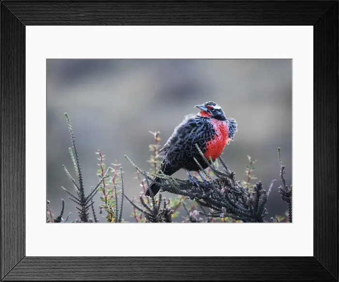 Framed Print : Long tailed meadowlark bird warming up during a cold autumn morning in Torres del Paine Framed Print : Long tailed meadowlark bird warming up during a cold autumn morning in Torres del Paine