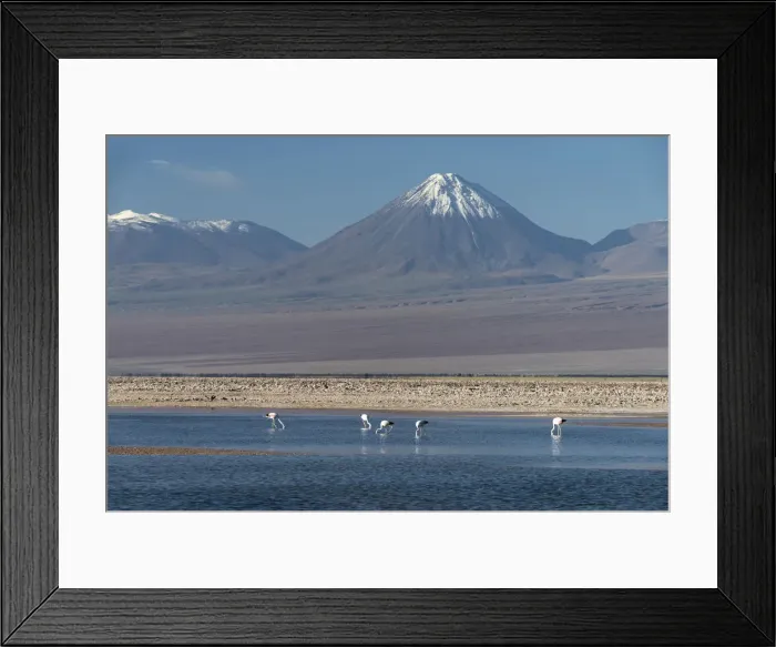 Framed Print : South America, Chile, Atacama, San Pedro de Atacama, Falmingos and volcano