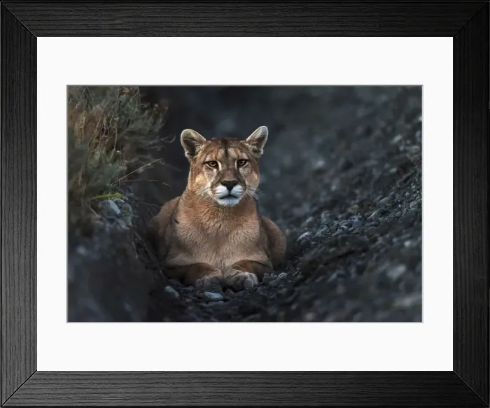 Framed Print : Puma at dusk following a heard of guanacos in Torres del Paine National Park, Patagonia Framed Print : Puma at dusk following a heard of guanacos in Torres del Paine National Park, Patagonia