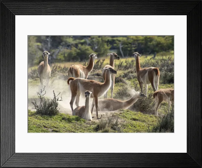 Framed Print : South America, Andes, Patagonia, Torres del Paine, UNESCO World Heritage, National Park Framed Print : South America, Andes, Patagonia, Torres del Paine, UNESCO World Heritage, National Park