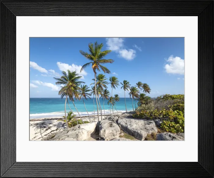 Framed Print : Big rocks and tall palm trees of Bottom Bay beach, Bottom Bay, Barbados Island Framed Print : Big rocks and tall palm trees of Bottom Bay beach, Bottom Bay, Barbados Island
