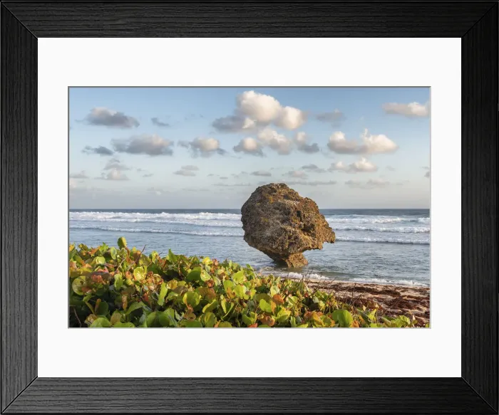 Framed Print : Typical vegetation and in background big stone in the water, Batsheba beach, Batsheba Framed Print : Typical vegetation and in background big stone in the water, Batsheba beach, Batsheba