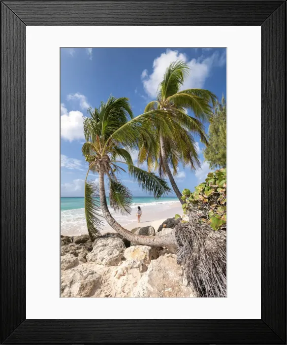 Framed Print : Woman walks on the beach framed from curved palm trees, Dover Beach, Oistins Framed Print : Woman walks on the beach framed from curved palm trees, Dover Beach, Oistins