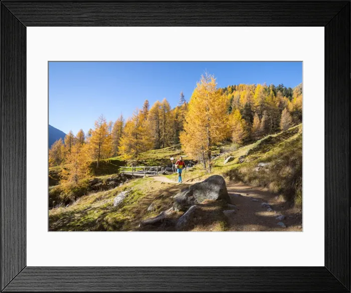 Framed Print : Hiker walks on the track in Livigno during autumn, Livigno, Province of Sondrio, Lombardy Framed Print : Hiker walks on the track in Livigno during autumn, Livigno, Province of Sondrio, Lombardy