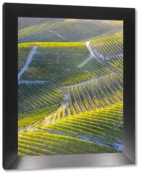 Aerial view of vineyards of Langhe from hot air baloon, Cuneo Province, Piedmont, Italy