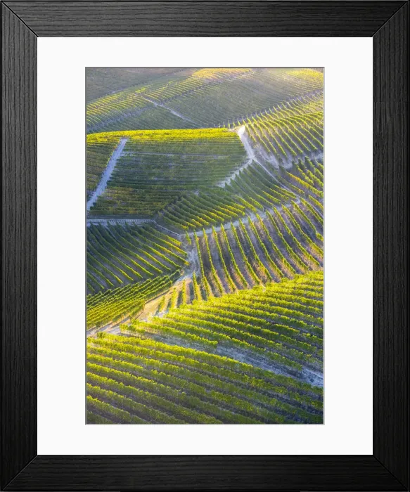 Framed Print : Aerial view of vineyards of Langhe from hot air baloon, Cuneo Province, Piedmont, Italy Framed Print : Aerial view of vineyards of Langhe from hot air baloon, Cuneo Province, Piedmont, Italy
