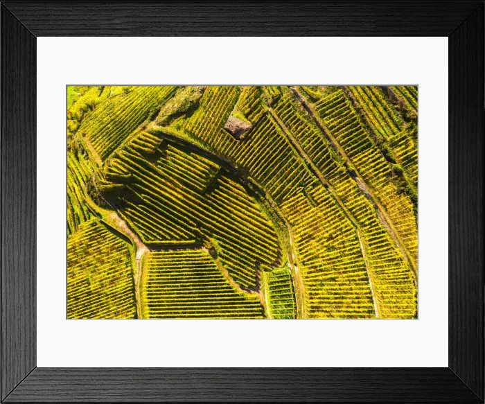 Framed Print : Top-down high angle view of vineyards, Valtellina