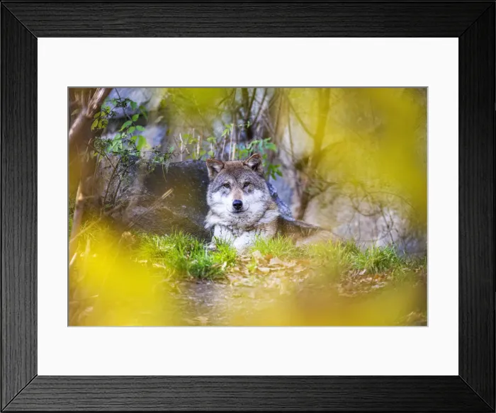 Framed Print : Portrait of grey wolf (Canis lupus Linnaeus) between autumn colors. Tyrol, Austria Framed Print : Portrait of grey wolf (Canis lupus Linnaeus) between autumn colors. Tyrol, Austria