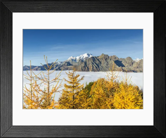 Framed Print : Mount Disgrazia above fog and larches in autumn. Valtellina, Lombardy, Italy Framed Print : Mount Disgrazia above fog and larches in autumn. Valtellina, Lombardy, Italy