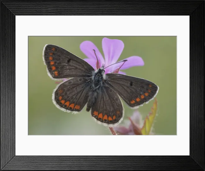 Framed Print : Butterfly, Aricia agestis, Liguria, Vobbia, Italy Framed Print : Butterfly, Aricia agestis, Liguria, Vobbia, Italy