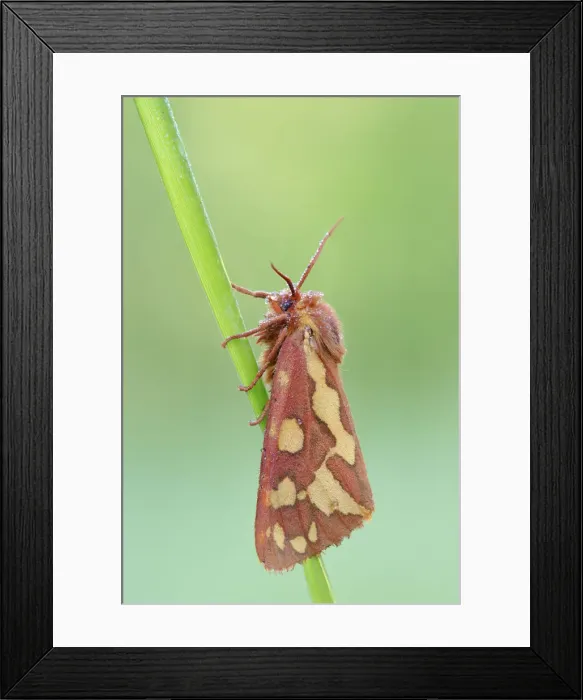 Framed Print : Hyphoraia testudinaria, Vobbia, Italy Framed Print : Hyphoraia testudinaria, Vobbia, Italy