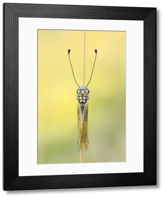 Framed Print : Libelloides longicornis, Vobbia, Liguria Framed Print : Libelloides longicornis, Vobbia, Liguria