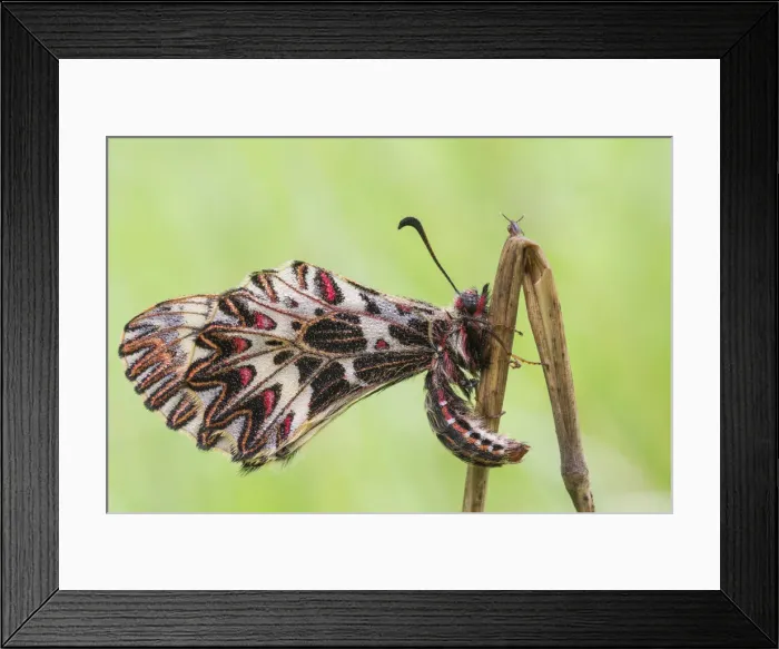 Framed Print : Zerynthia polyxena, Casareggio, Liguria, Italy Framed Print : Zerynthia polyxena, Casareggio, Liguria, Italy