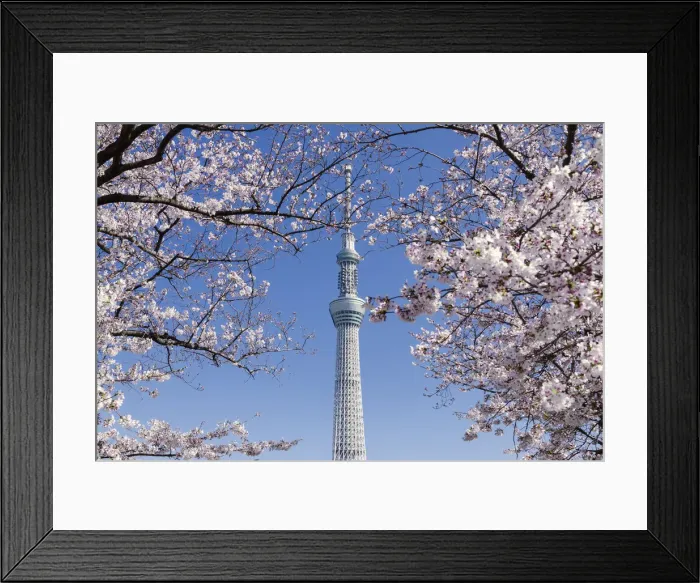 Framed Print : Tokyo sky tree form sumida park in asakusa during sakura blooming, Tokyo, Japan Framed Print : Tokyo sky tree form sumida park in asakusa during sakura blooming, Tokyo, Japan