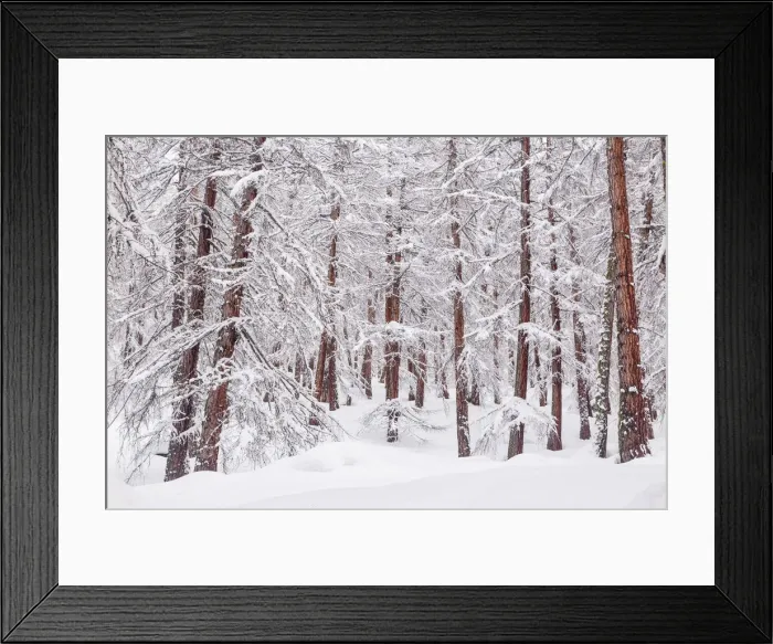 Framed Print : Snowy trees in a mountain larix forest. Livigno, Sondrio district, Lombardy, Alps, Italy Framed Print : Snowy trees in a mountain larix forest. Livigno, Sondrio district, Lombardy, Alps, Italy