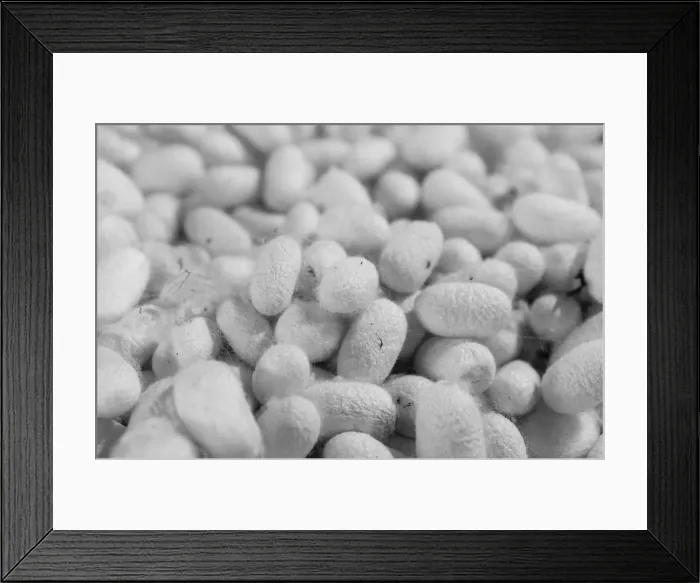 Framed Print : Silkworm close up in Yodgorlik silk factory at Margilan, Fergana region, Uzbekistan Framed Print : Silkworm close up in Yodgorlik silk factory at Margilan, Fergana region, Uzbekistan