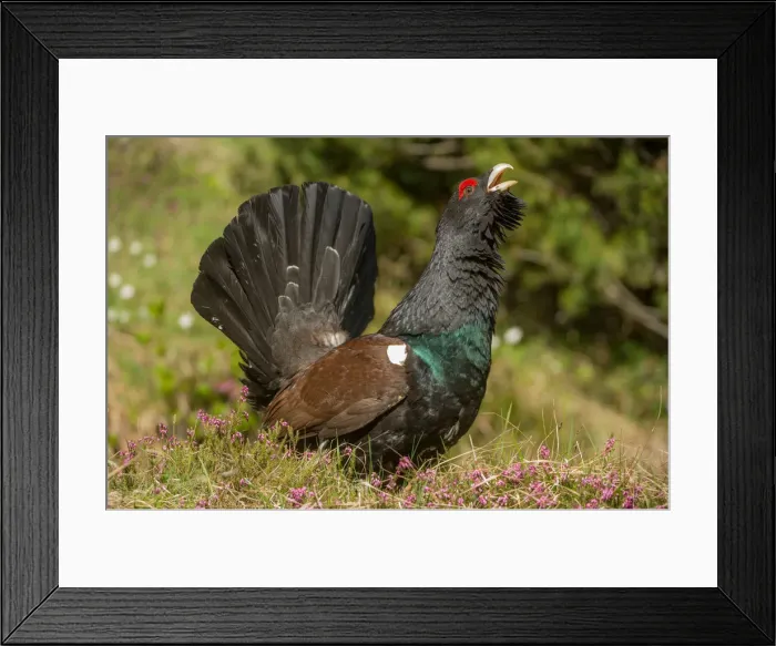 Framed Print : Parade of the western capercaillie, Trentino Alto-Adige, Italy Framed Print : Parade of the western capercaillie, Trentino Alto-Adige, Italy