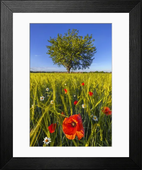 Framed Print : Poppies at sunset in the fields, Dairago, Milan, Lombardy, Italy, Southern Europe Framed Print : Poppies at sunset in the fields, Dairago, Milan, Lombardy, Italy, Southern Europe