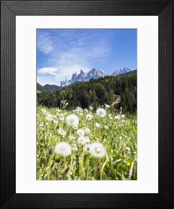 Framed Print : a spring view of Villnoss, with flowers in foreground Framed Print : a spring view of Villnoss, with flowers in foreground