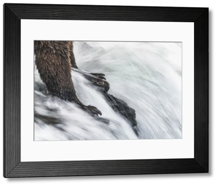 Framed Print : Alaskan brown bear in Katmai National Park and preserve, Alaska, USA Framed Print : Alaskan brown bear in Katmai National Park and preserve, Alaska, USA
