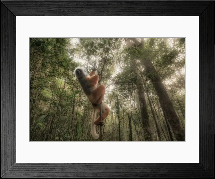 Framed Print : Lemur sifaka diadema (Propithecus diadema) in Andasibe Mantadia National Park, Madagascar Framed Print : Lemur sifaka diadema (Propithecus diadema) in Andasibe Mantadia National Park, Madagascar