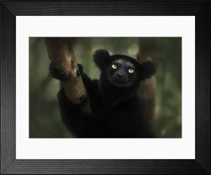 Framed Print : indri (Indri indri) portrait in eastern Madagascar, Palmarium Reserve, Africa Framed Print : indri (Indri indri) portrait in eastern Madagascar, Palmarium Reserve, Africa