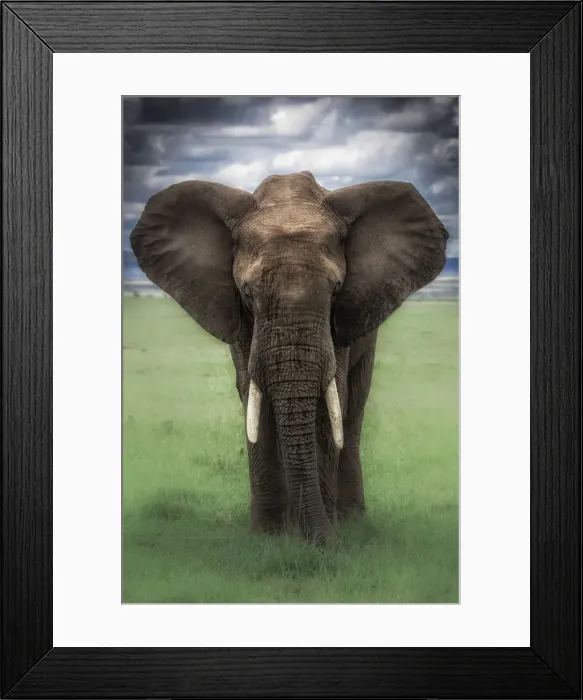 Framed Print : Elephant in the msai mara, Kenya Framed Print : Elephant in the msai mara, Kenya