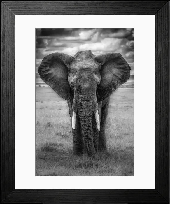 Framed Print : Elephant in the msai mara, Kenya Framed Print : Elephant in the msai mara, Kenya