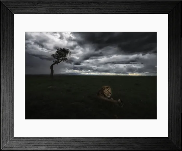 Framed Print : Lion (panthera leo) in the msai mara national reserve, kenya Framed Print : Lion (panthera leo) in the msai mara national reserve, kenya