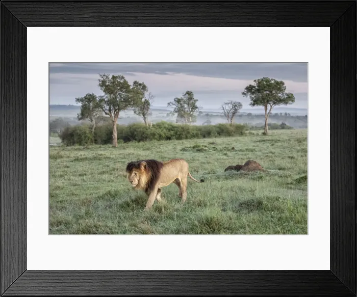 Framed Print : Iconic Lion scarface (panthera leo) in the msaimara national reserve, kenya Framed Print : Iconic Lion scarface (panthera leo) in the msaimara national reserve, kenya