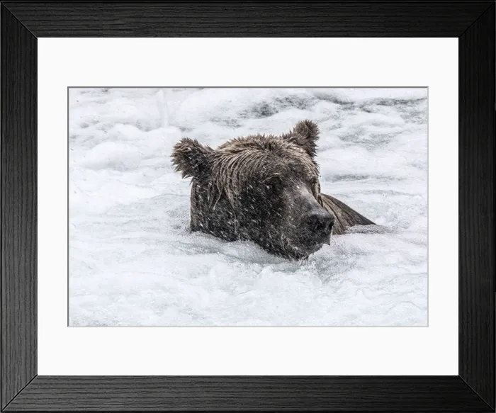 Framed Print : Alaskan brown bear portrait in Katmai National Park and preserve, Alaska, USA