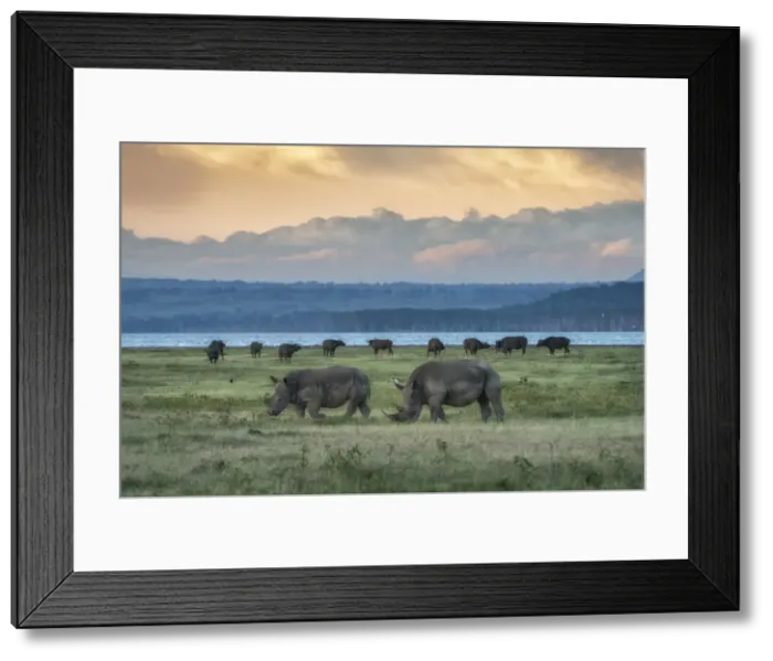 Framed Print : northern white rhinoceros or northern square-lipped rhinoceros (Ceratotherium simum Framed Print : northern white rhinoceros or northern square-lipped rhinoceros (Ceratotherium simum