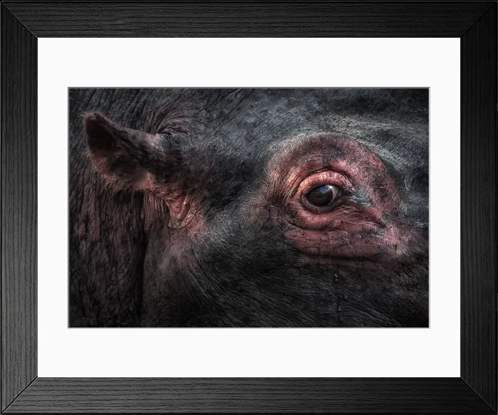 Framed Print : the eye of the hippopotamus (Hippopotamus amphibius), Msai mara national reserve, kenya Framed Print : the eye of the hippopotamus (Hippopotamus amphibius), Msai mara national reserve, kenya