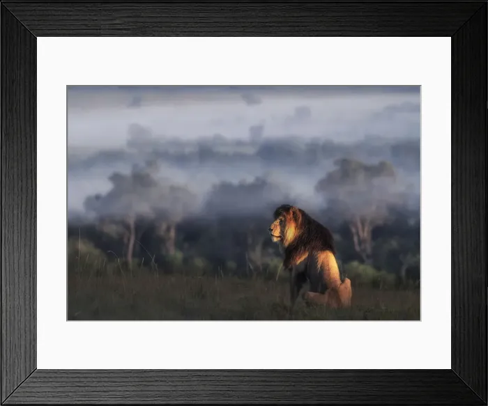 Framed Print : Iconic Lion scarface (panthera leo) in the msai mara national reserve, kenya Framed Print : Iconic Lion scarface (panthera leo) in the msai mara national reserve, kenya