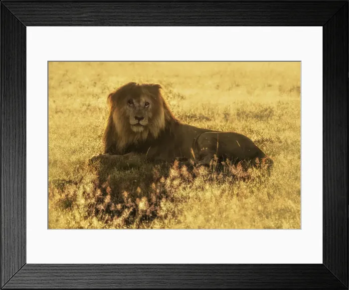 Framed Print : Iconic Lion scarface (panthera leo) in the msai mara national reserve, kenya Framed Print : Iconic Lion scarface (panthera leo) in the msai mara national reserve, kenya