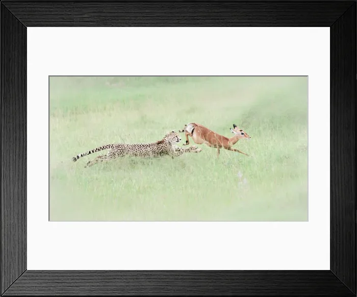 Framed Print : Cheetah (acinonyx jubatus) hunting an impala (Aepyceros melampus Framed Print : Cheetah (acinonyx jubatus) hunting an impala (Aepyceros melampus