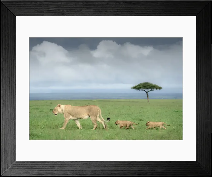 Framed Print : A lioness with two cubs in the Masai Mara National Reserve, Kenya