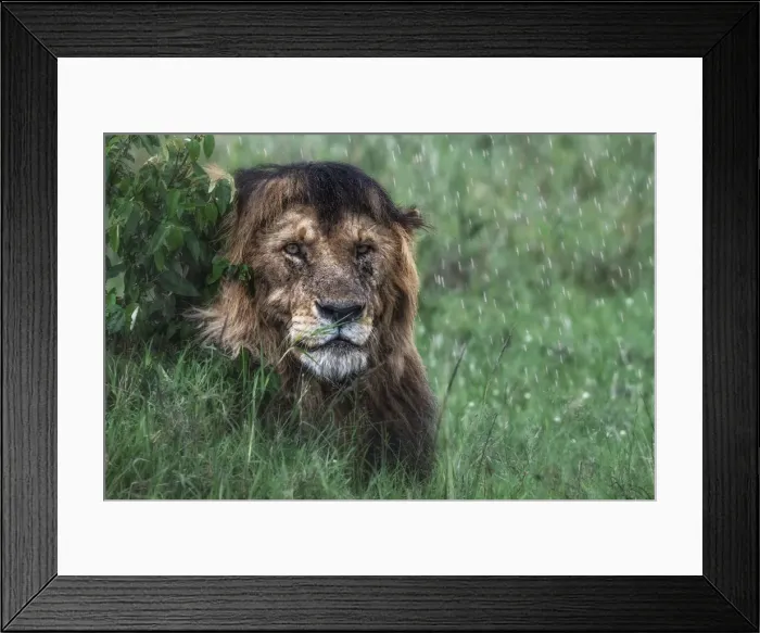 Framed Print : Lion in the rain (panthera leo) in the msai mara national reserve, kenya Framed Print : Lion in the rain (panthera leo) in the msai mara national reserve, kenya